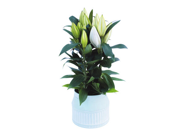 Mother's Day Lilly Urn
