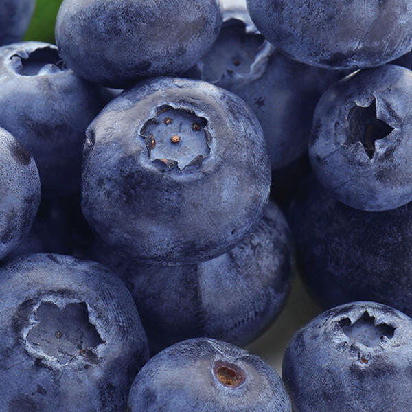 Premium Kultur-Heidelbeeren