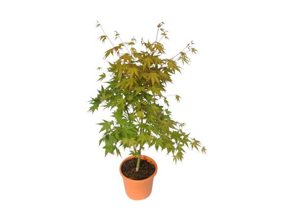 Extra Large Japanese Maple