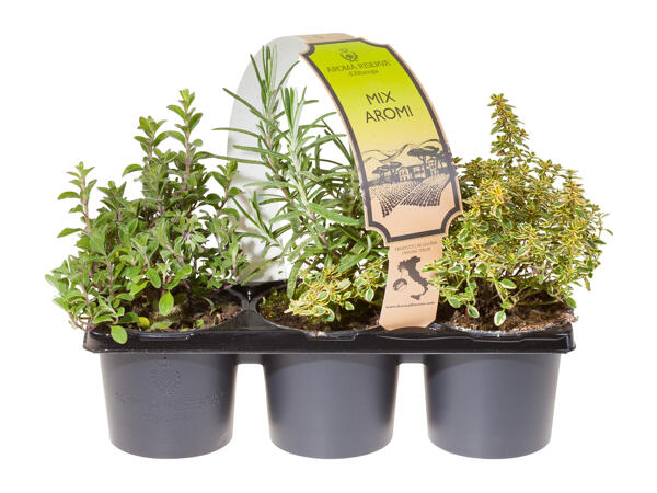 Herb Mix 3 Pack