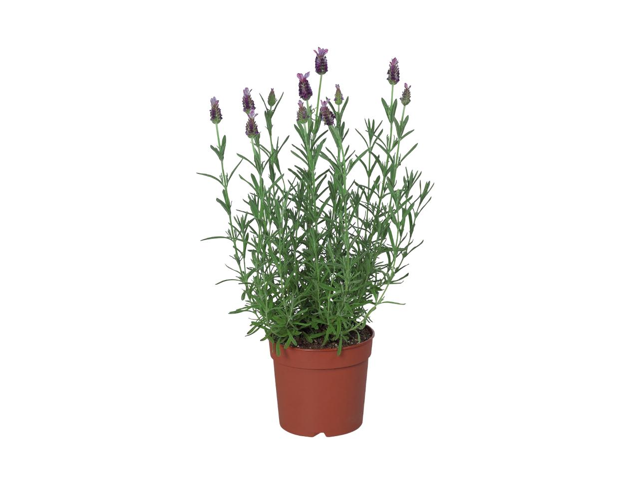 French Lavender1