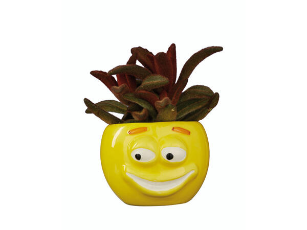 Kalanchoe in Keramiktopf mit Gesichtern