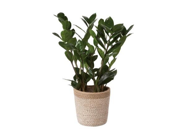 Grøn plante i skjuler