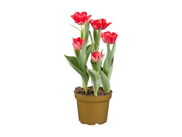 Tulips