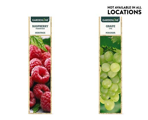 Gardenline
Berry Bush Assorted Varieties