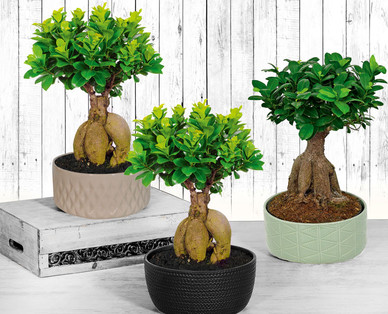 Bonsai