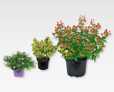 Piante autunnali assortite GARDENLINE(R)