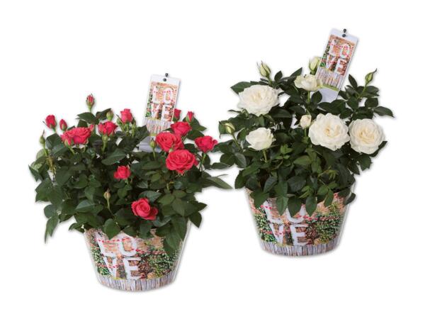 Rosenschale „Love"