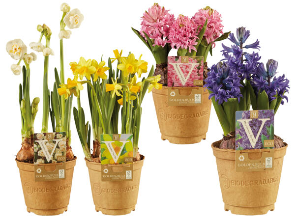 Blumenzwiebel im Papptopf