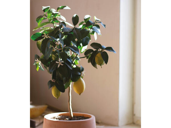 Opstammet citrusplante