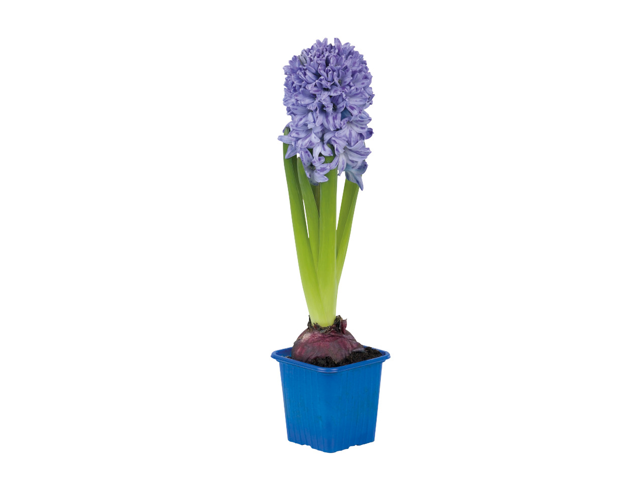 Potted Hyacinth1