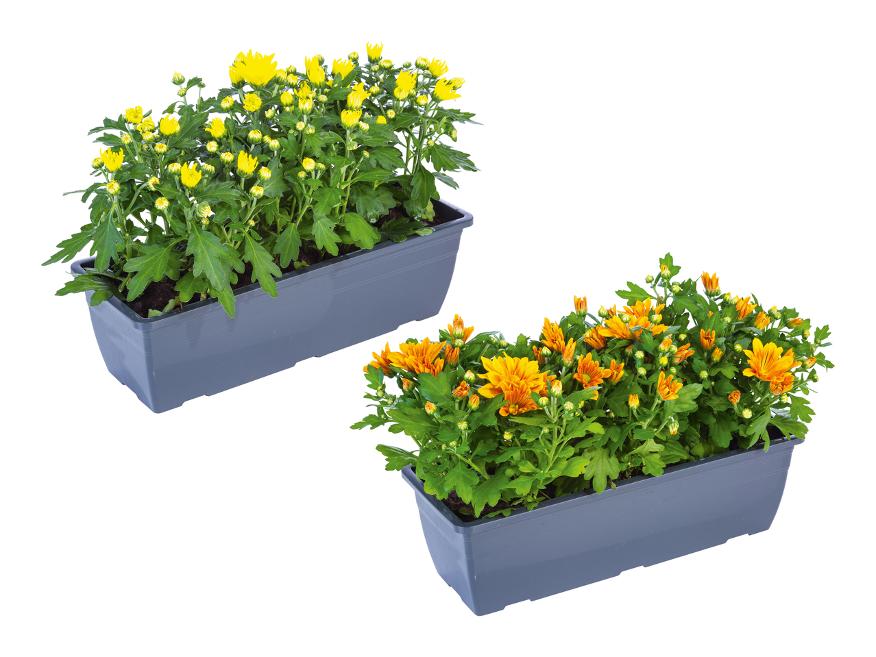 Chrysanthèmes dans une jardinière de balcon