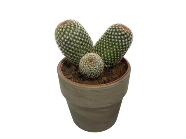 Cactus or Succulents