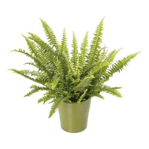 Plante purificatrice d'air