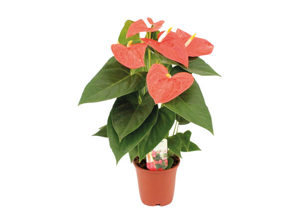 Calathea Crocata