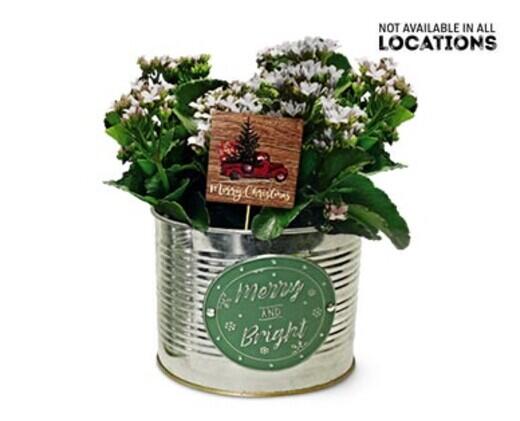 Holiday Vintage Kalanchoe Assorted Colors
