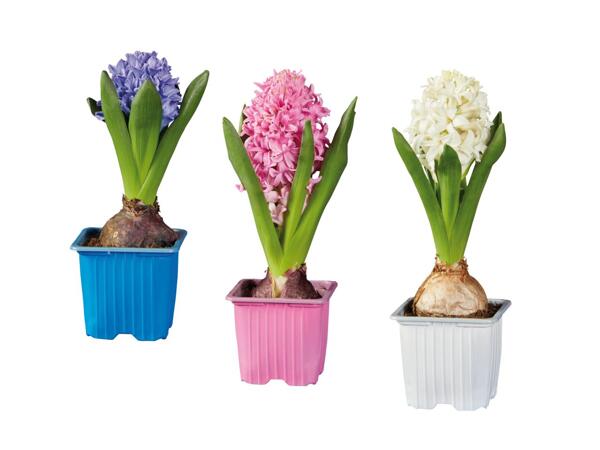 Hyacinths