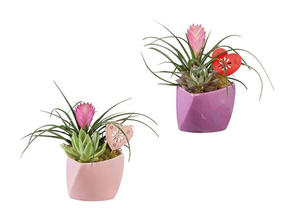 Plante dans un pot en céramique pour la fête des mères