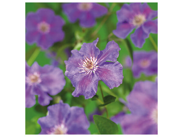 Giant Rhododendron
