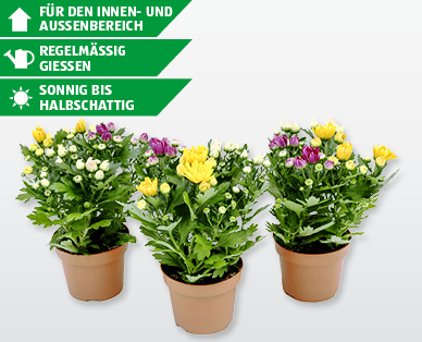 Chrysanthemen Trio