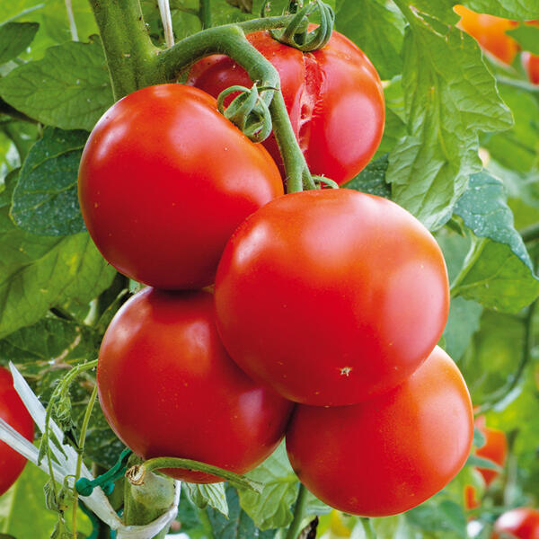 Krautfäule-Resistente Tomaten
