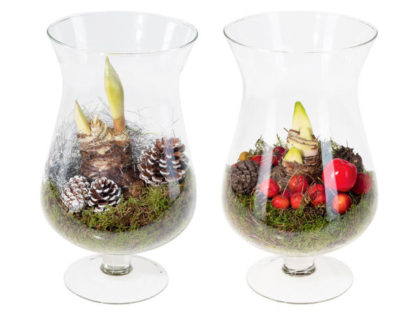 Amaryllis Glasschwenker