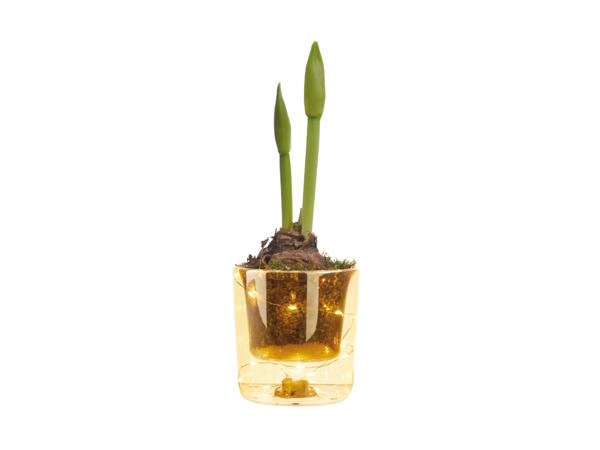 Amaryllis in Glass with Lights