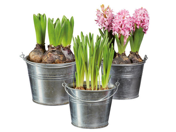 Blomlökar i kruka