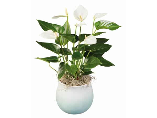 Anthurium "Super Mamma"