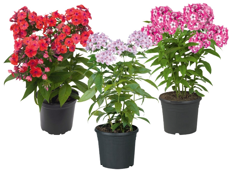 Phlox