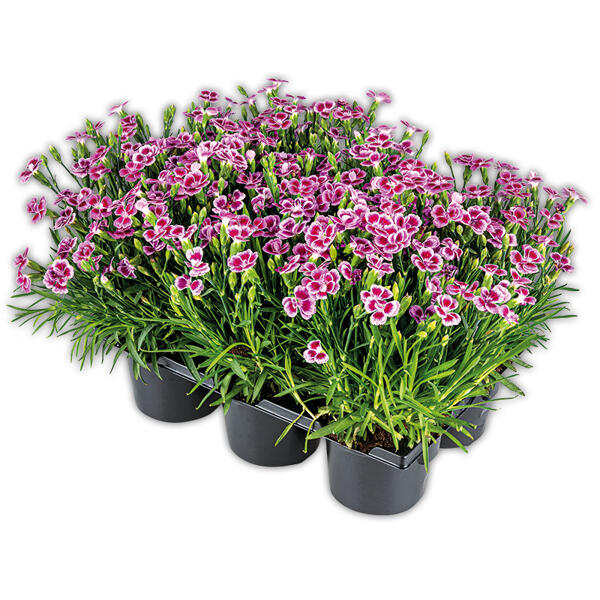 Dianthus "Pink Kisses"