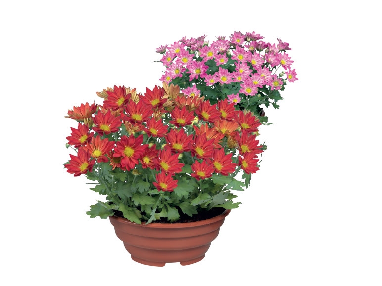 Chrysanthemum Planter