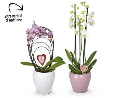 Orchidea esclusiva