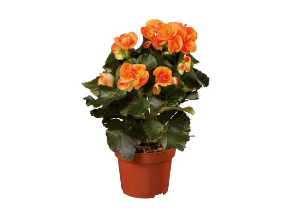 Begonia Selection
