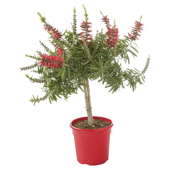 Mediterraan boompje