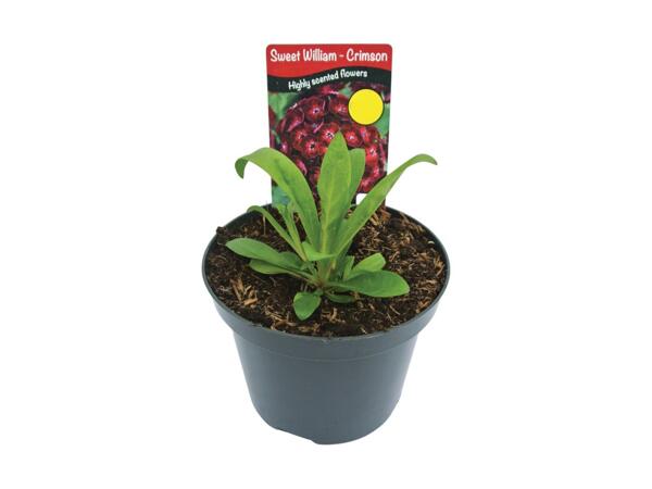 Sweet William Dianthus Dash