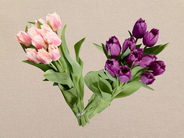 Tulpen gefranst