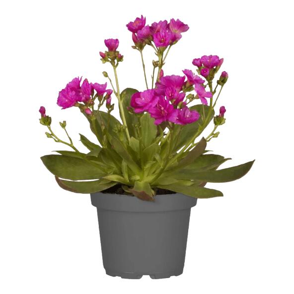 Lewisia