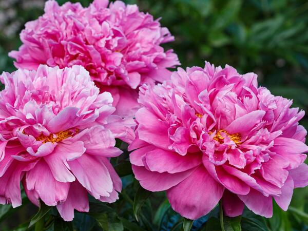 Chinese Peony Collection