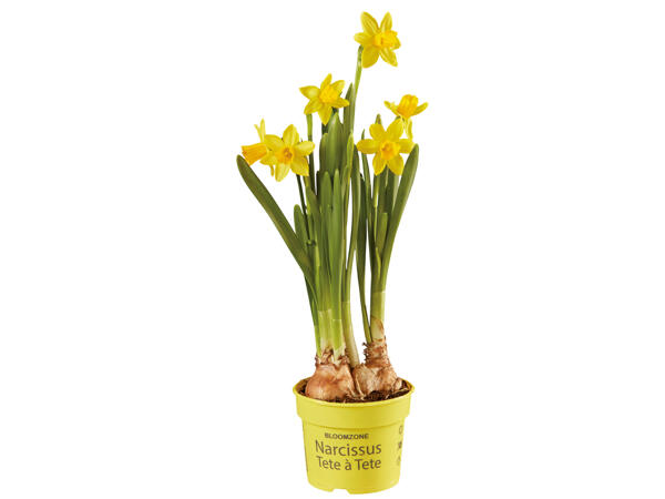 Narcissus