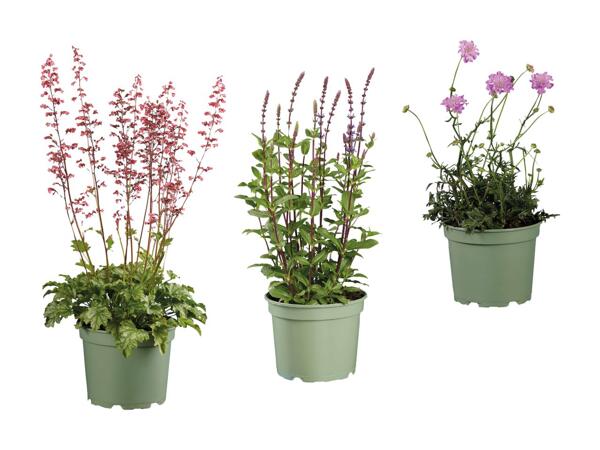 Stor staudeplante