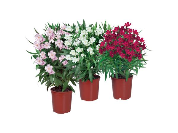 Oleander