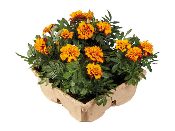 Plastic-Free Bedding Plants