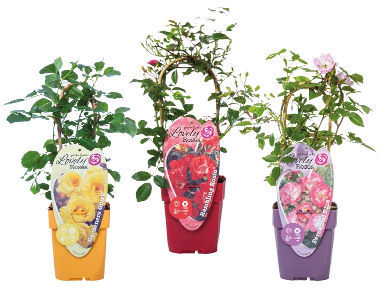 Kletterrose