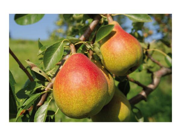 British Fruit Trees