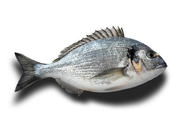 Dorade royale ASC