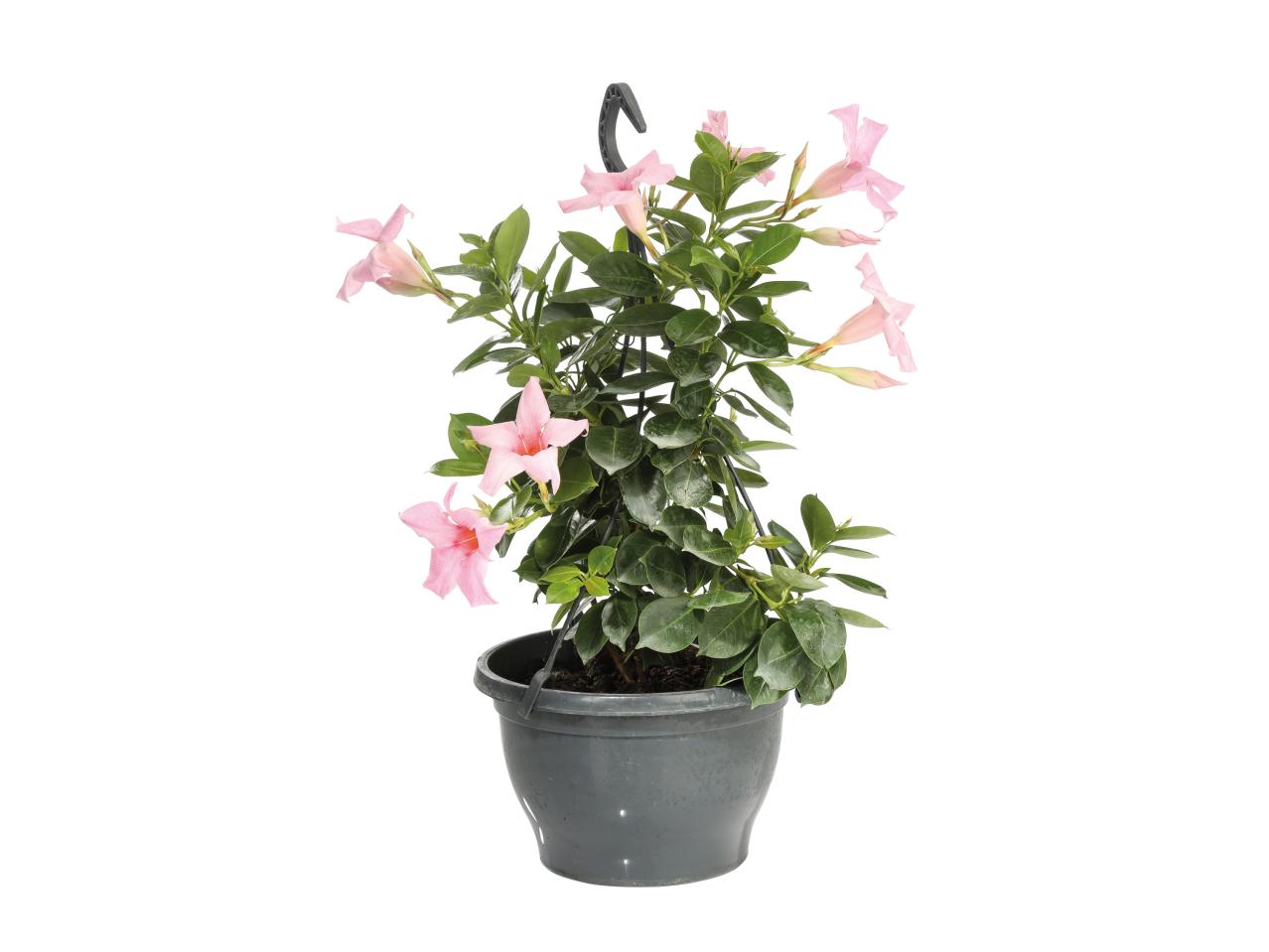 Dipladenia Hanging Basket 1