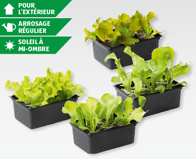 Mélange de salade bio NATURE SUISSE BIO
