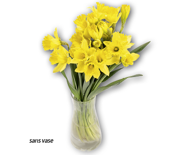 Narcisses