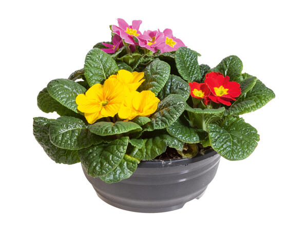 Three colours Primrose